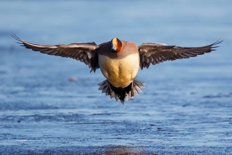 Eurasian Wigeon (Mareca penelope) male flying, Netherlands