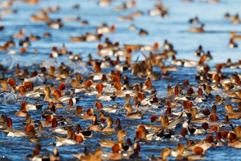 Eurasian Wigeon (Mareca penelope) group, Netherlands