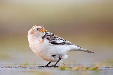 Snow Bunting (Plectrophenax nivalis), Asturias, Spain