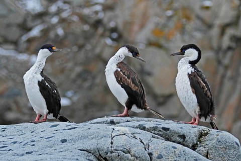 Antarctic Shag, Leucocarbo bransfieldensis, Antarctica, Petermann Island