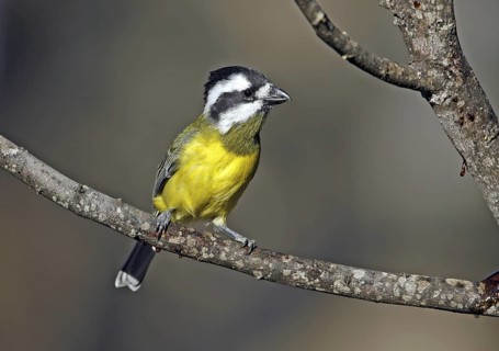 Crested Shriketit (Falcunculus frontatus) female, Victoria, Australia
