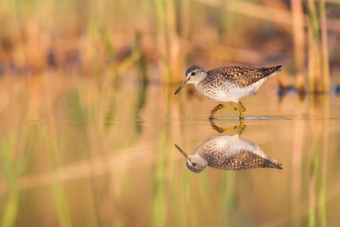 Wood Sandpiper (Tringa glareola) foraging, Poland