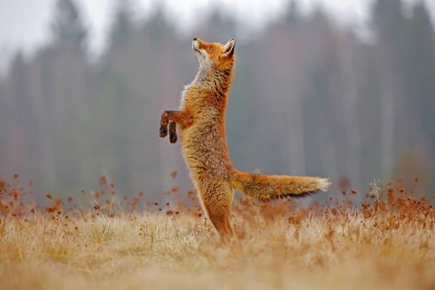 Red Fox hunting, Vulpes vulpes, wildlife scene from Europe. Orange fur coat animal in the nature