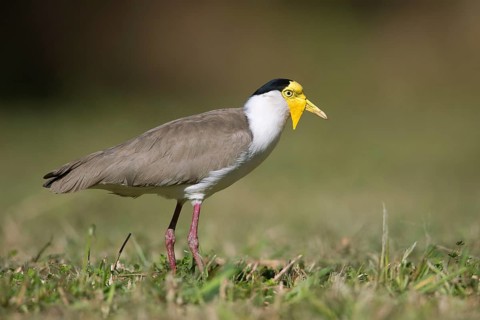 Masked Lapwing (Vanellus miles miles), Queensland, Australia