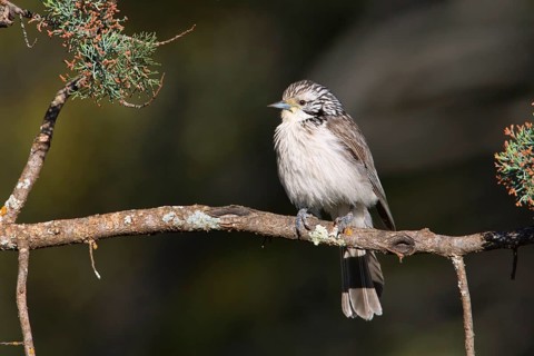 Striped Honeyeater (Plectorhyncha lanceolata), New South Wales, Australia