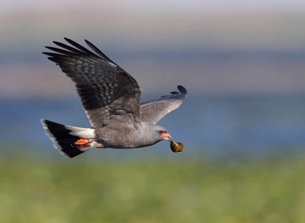 Snail Kite (Rostrhamus sociabilis) male flying with snail in its beak, Florida, USA