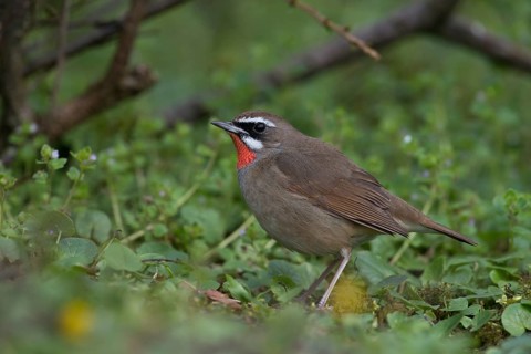 Siberian Rubythroat (Calliope calliope) male, Netherlands