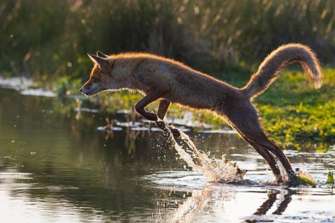 Red Fox (Vulpes vulpes) jumping and hunting in pond, Netherlands