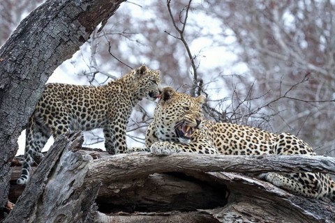 Leopard (Panthera pardus) adult with cub lying on a tree, Sabi Sands, South Africa