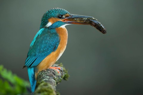 Common Kingfisher (Alcedo atthis) female perched on a branch with a fish in its beak, Lower Saxony,