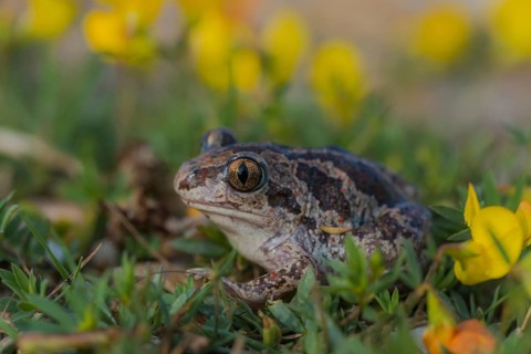 Knoblauchkröte (Pelobates fuscus) Common Spadefoot