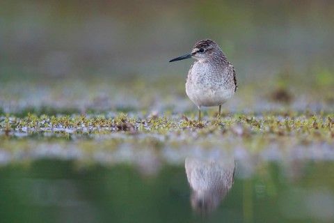 Wood Sandpiper (Tringa glareola) foraging, North Rhine-Westphalia, Germany