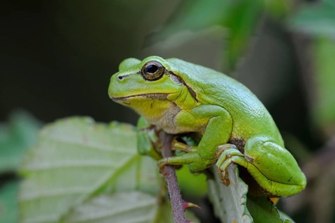 European Tree Frog (Hyla arborea) perchend on leaf, North Rhine-Westphalia, Germany