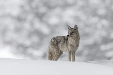 Coyote (Canis latrans) adult in snowy countryside, Yellowstone National Park, Wyoming, USA