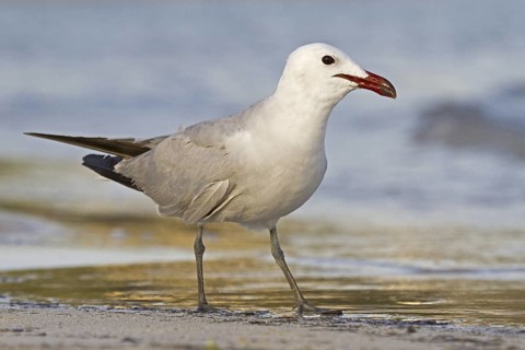 Audouin's Gull (Ichthyaetus audouinii), Mallorca, Spain