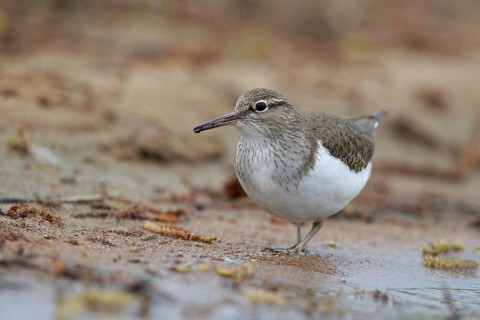 Common Sandpiper (Actitis hypoleucos) foraging, North Rhine-Westphalia, Germany