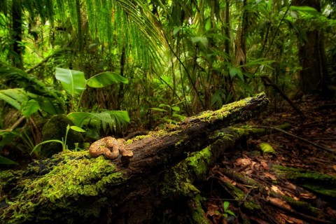Hog-nosed rainforest pit viper (Porthidium nasutum) in the La Selva Biological Reserve