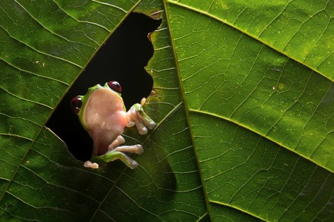 A Gliding Leaf Frog (Agalychnis spurrelli) in a rainforest at night in Ecuador