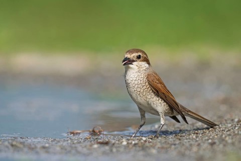 Red-backed Shrike (Lanius collurio) female near waterhole, Aosta Valley, Italy