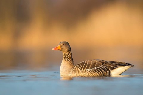 Greylag Goose (Anser anser), Rhineland-Palatinate, Germany