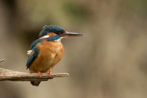 Ijsvogel, Kingfisher, Alcedo atthis ispida