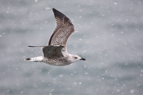 Great Black-backed Gull (Larus marinus) juvenile flying, North Sea, Germany