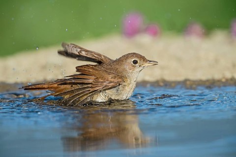 Common Nightingale (Luscinia megarhynchos) bathing in waterhole, Aosta Valley, Italy
