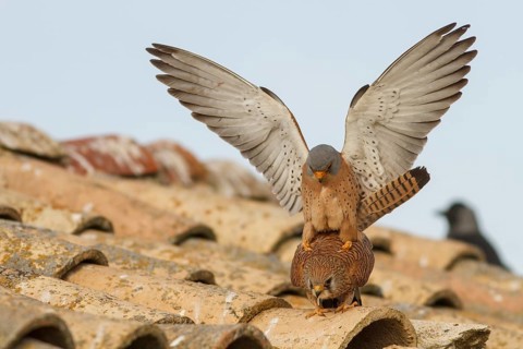 Lesser Kestrel (Falco naumanni), pair mating, Castile-La Mancha