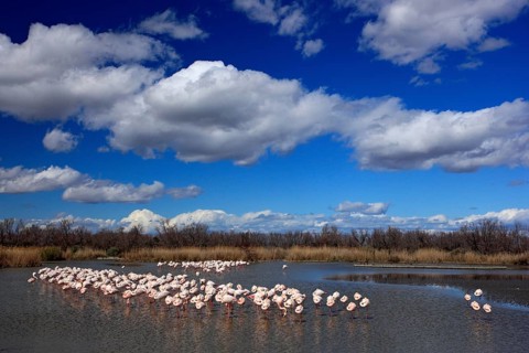 Nature reserve in France. Flock of Greater Flamingo, Phoenicopterus ruber, nice pink big bird,