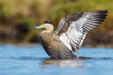 Silver Teal (Anas versicolor) swimming on a small pond in the Falkland Islands