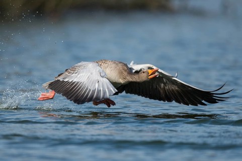Greylag Goose (Anser anser) flying, Lower Saxony, Germany