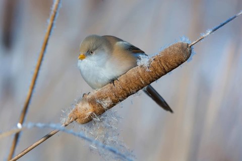 Bearded Reedling (Panurus biarmicus) female feeding on cattail seed, Thuringia, Germany