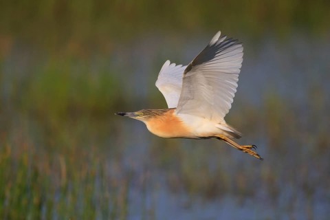 Squacco Heron (Ardeola ralloides) flying, Greece