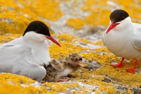 Arctic Tern (Sterna paradisaea) pair feeds chick, Farne Islands, United Kingdom