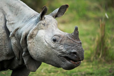 Indian Rhinoceros (Rhinoceros unicornis) portrait, Kaziranga National Park, India