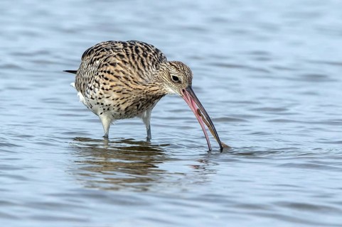 GroÃŸer Brachvogel mit erbeutetem Seeringelwurm