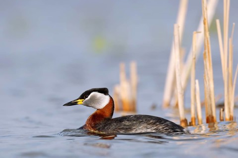 Red-necked Grebe (Podiceps grisegena), Mecklenburg-Western Pomerania, Germany