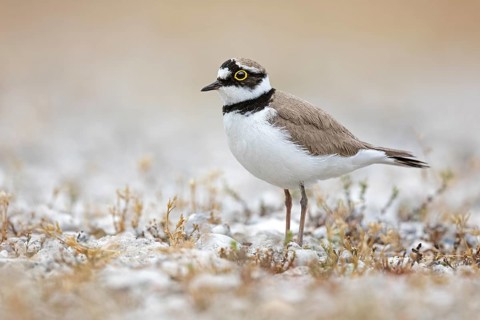 Little Ringed Plover (Charadrius dubius), Saxony-Anhalt, Germany