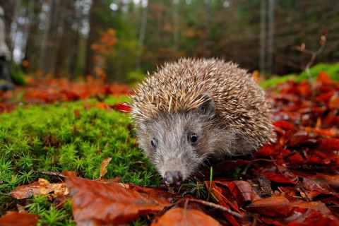 European Hedgehog, Erinaceus europaeus, on a green moss at the forest, photo with wide angle.