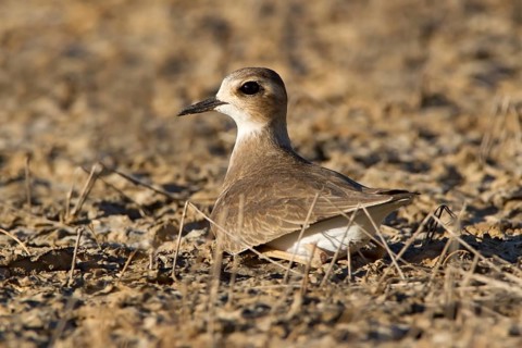 Oriental Plover (Charadrius veredus), Western Australia, Australia