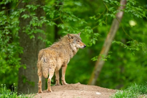 Eastern wolf (Canis lupus lycaon) standing on a little hill, Bavaria, Germany
