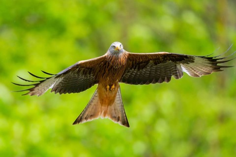 Red kite (Milvus milvus) flying in a forest in early summer, Bavaria, Germany