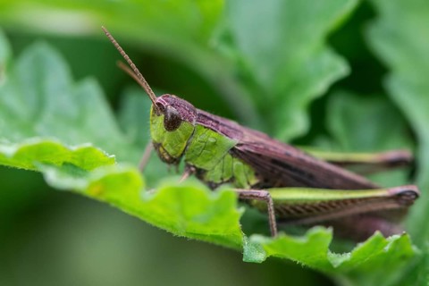 Common Green Grasshopper (Omocestus viridulus), Emsland, Lower Saxony, Germany