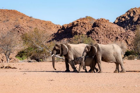 Two African elephants (Loxodonta africana) with young, desert elephant, near the Ugab River,