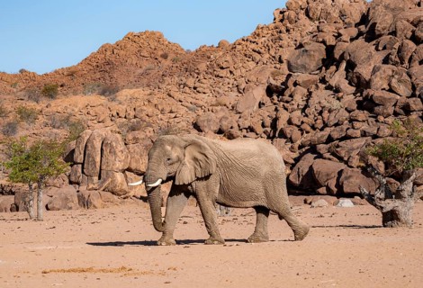 African elephant (Loxodonta africana), desert elephant, near the Ugab River, Damaraland, Kunene