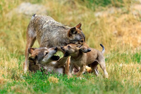 Pup and two adult wolves in playful interaction in a meadow, Timberwolf, wolf, American wolf,