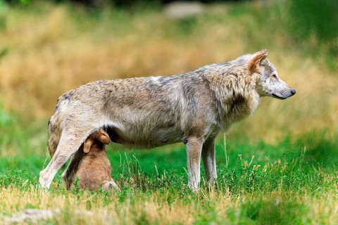 Pup suckling on mother wolf in a green field, Timberwolf, wolf, American wolf, (Canis lupus