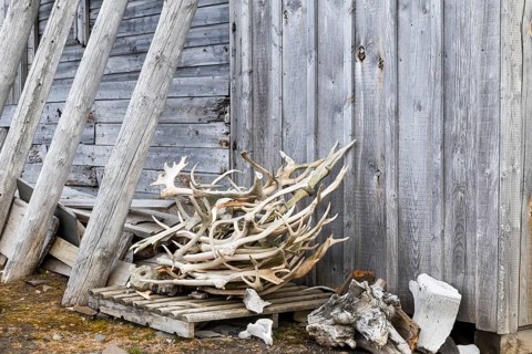 Deer antlers in front of a hunting lodge, wooden hut, Bamsebu, Spitsbergen, Svalbard