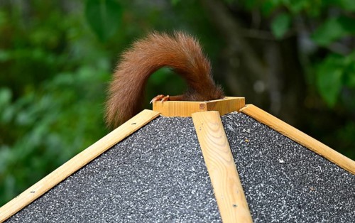 Eurasian red squirrel (Sciurus vulgaris), sitting on bird house, getting food through the roof