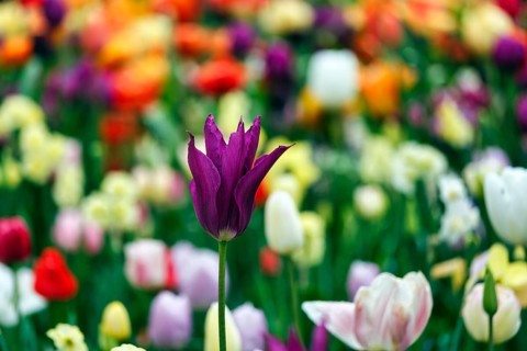 Different coloured tulips (Tulipa), colourful tulip bed, Keukenhof gardens, Lisse, Bollenstreek,